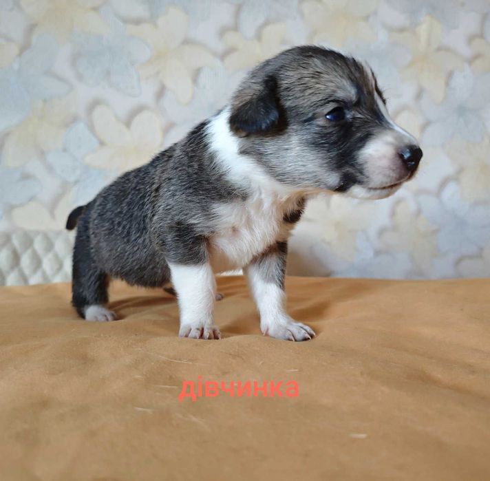 Цуценята шукають родину