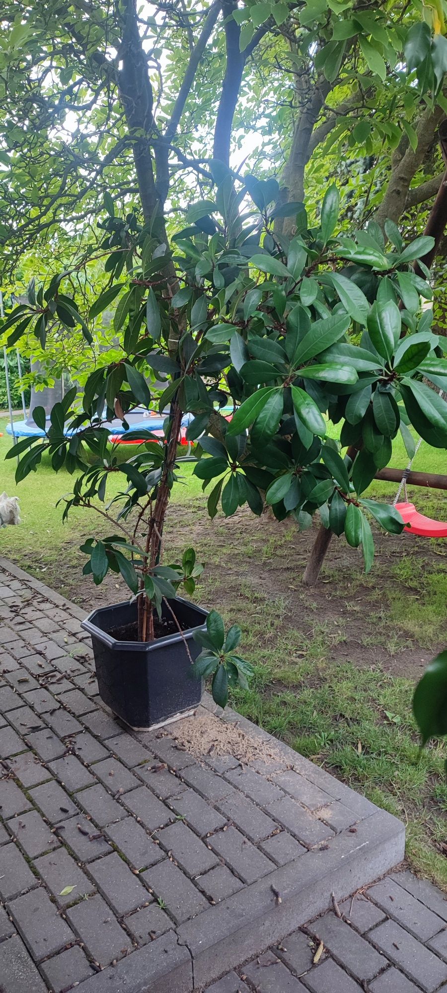 Sprzedam Fikusa 1.8m