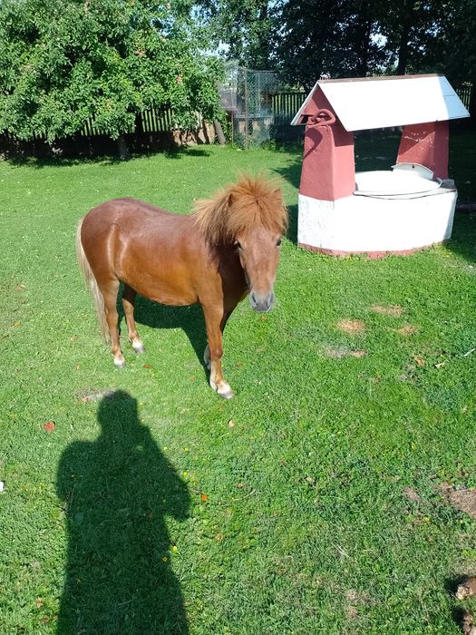 Klaczka kucyk sprzedam lub zamienię