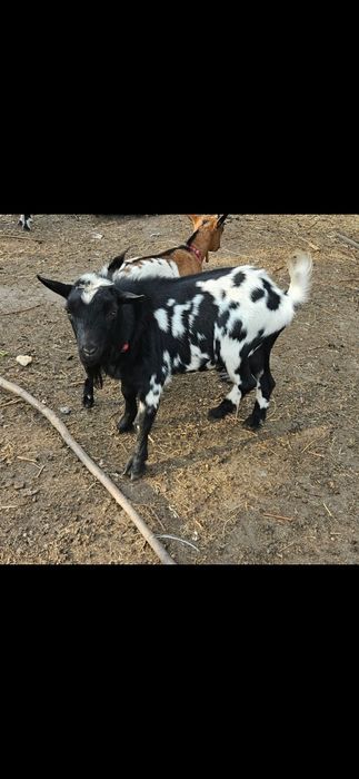 Koziołek i kozka mini parka