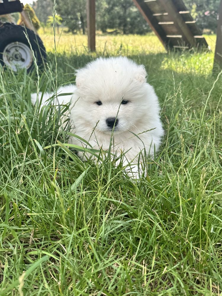 Samoyed szczenię Zkwp/Fci