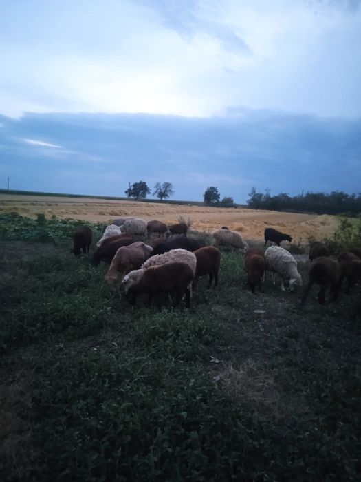 Вівці  черкаська обл.