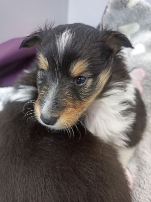 Owczarek Szetlandzki Sheltie piesek trikolor