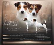 Szczenię Jack Russell Terrier ZKWP FCI