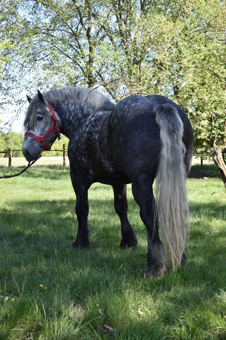 Ogier zimnokrwisty Szpak