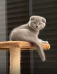 Scottish fold macho