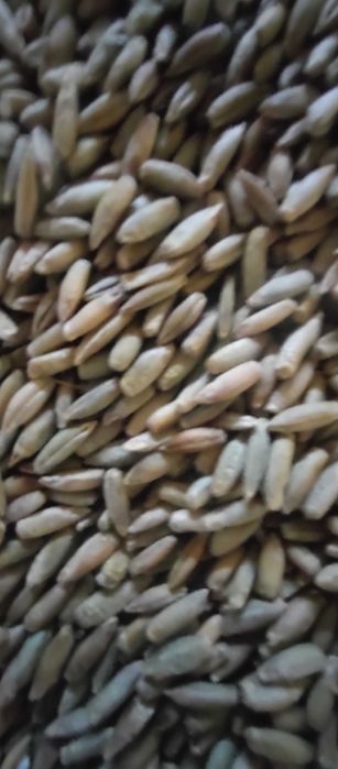Sprzedam żyto tegoroczne