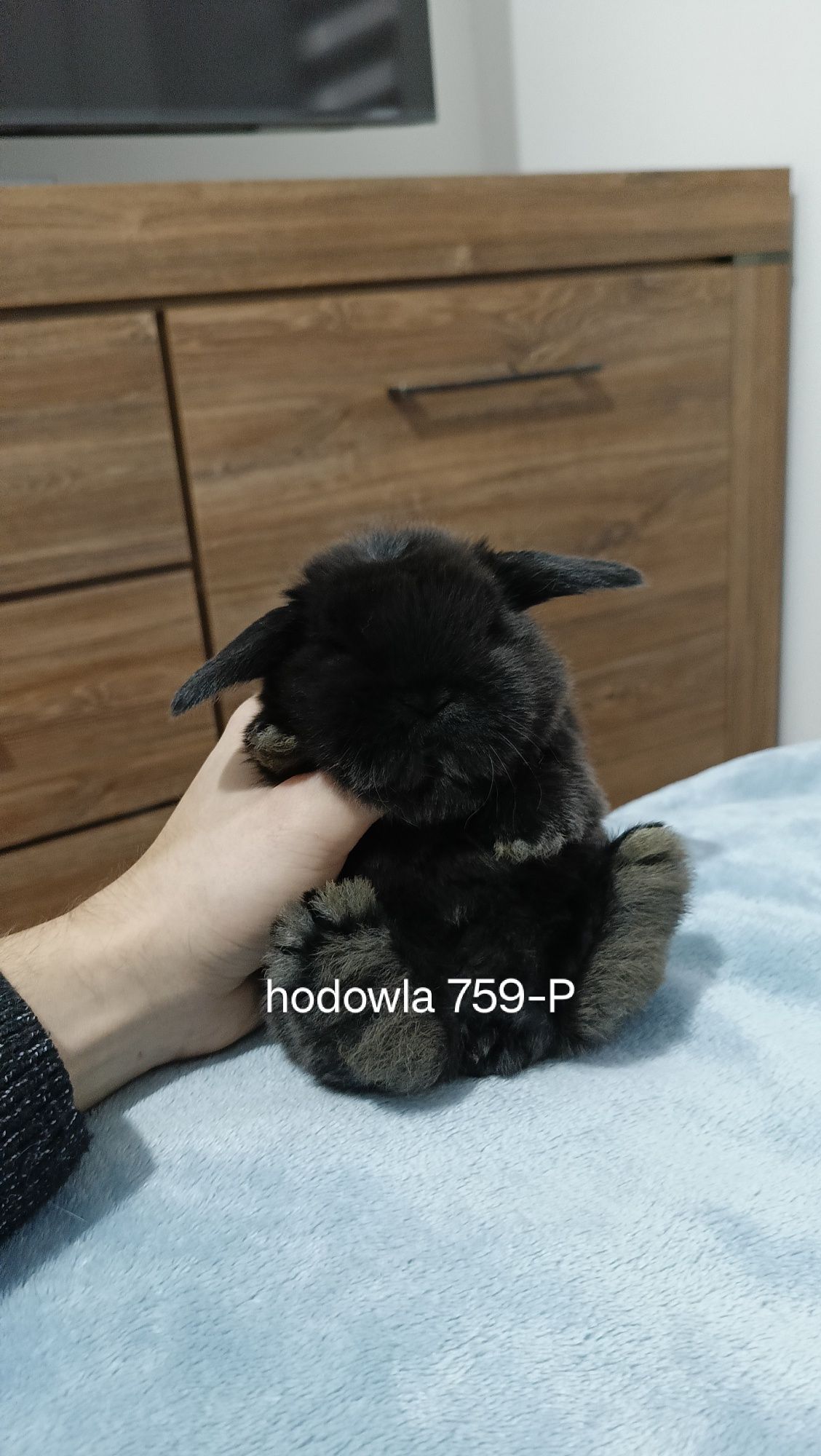 Mini lop króliki karzełek miniaturka baranek hodowla