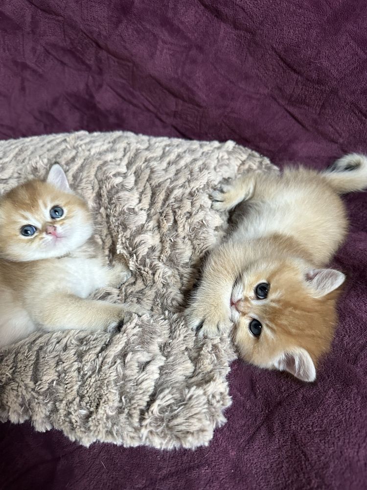 Золота Шиншила кошенята купить котенка