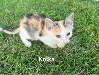 Oddam kotki w dobre ręce