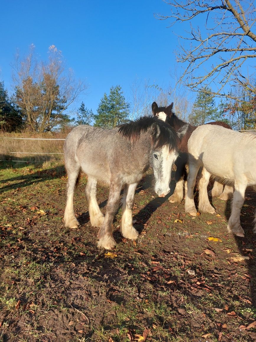 Ogierek gypsy irish cob (gypsy cob, nie tinker), piękny kolor