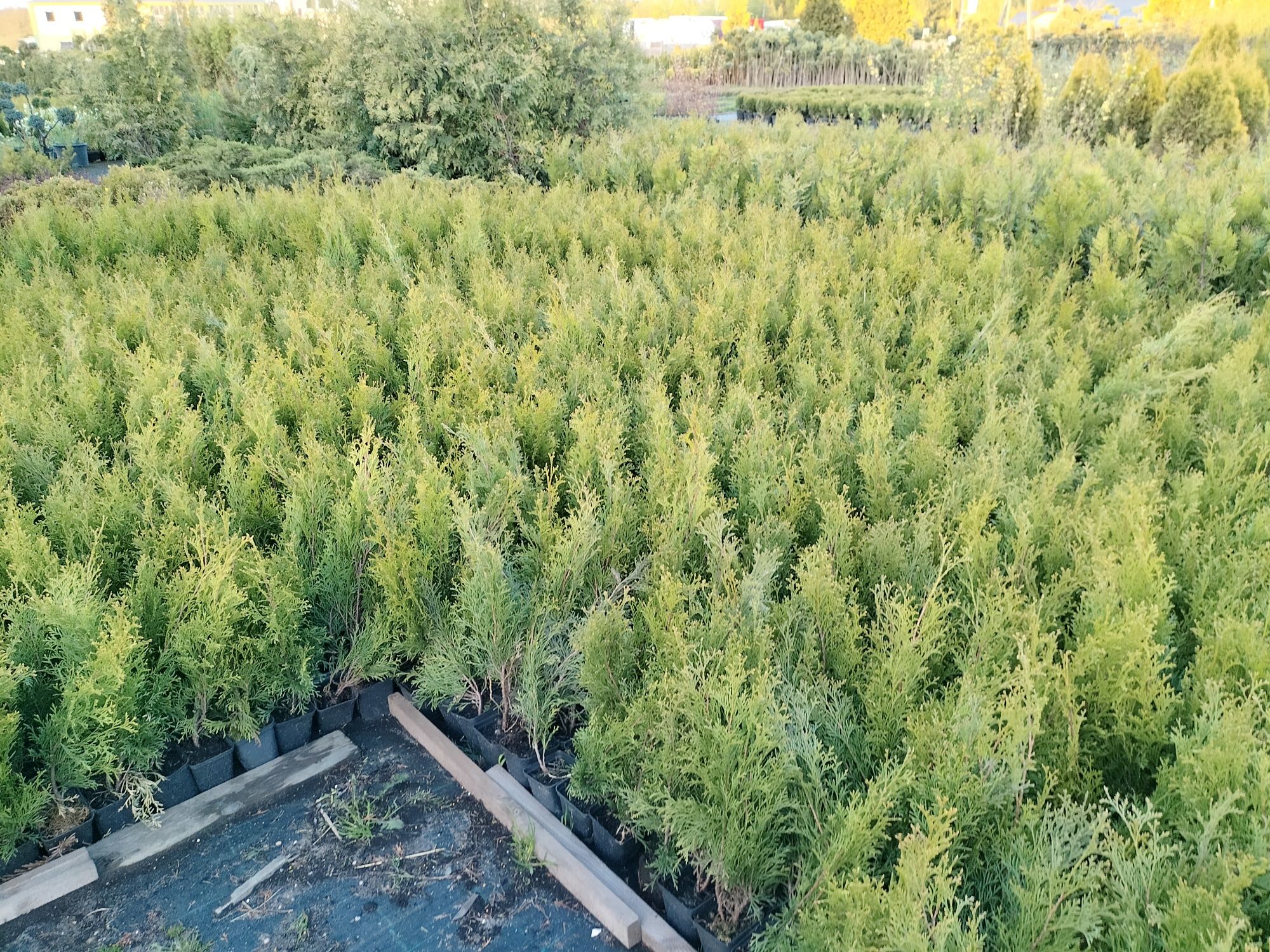 Thuja szmaragd P9 40-60cm