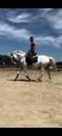 Cavalo puro sangue lusitano