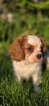 Cavalier King Charles Spaniel piesek
