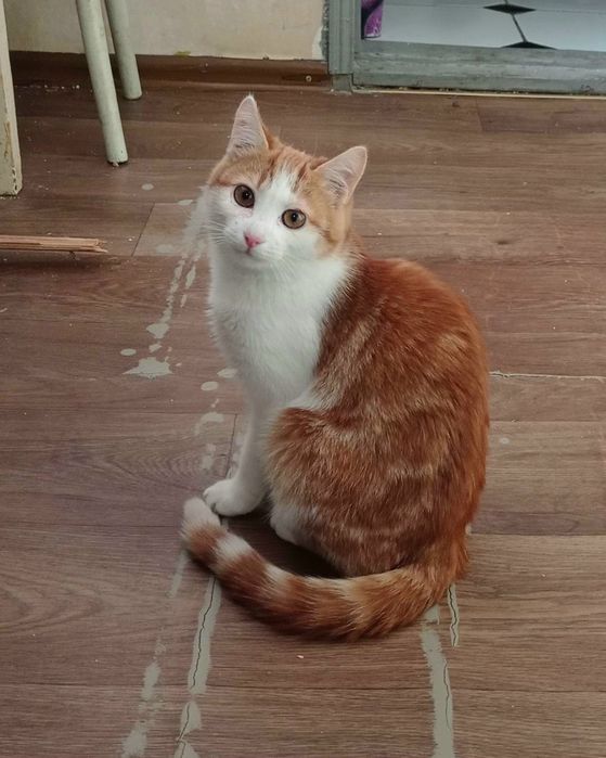 Бело-рыжий котёнок мальчик ищет дом! Котята в хорошие руки!