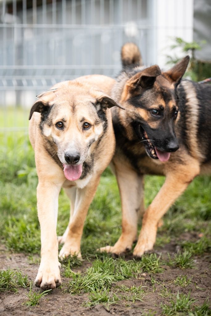 Wspaniały pies Szatan do adopcji!