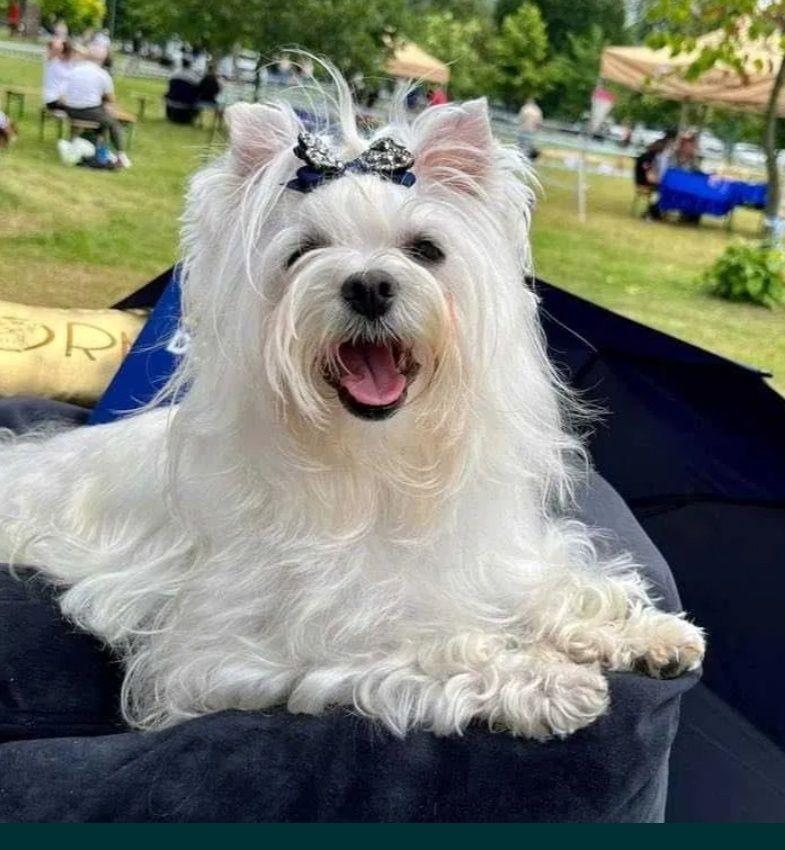 Yorkshire terrier piesek york mini
