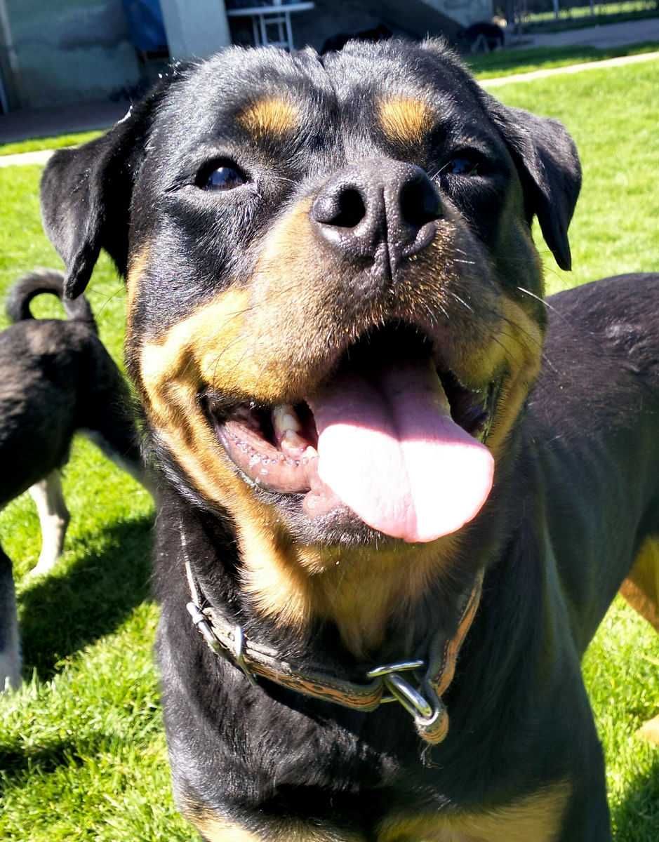 Viva - młoda wspaniała suka rottweiler do adopcji
