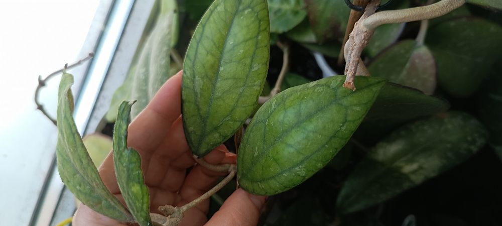 Hoya Irina sadzonka cięta