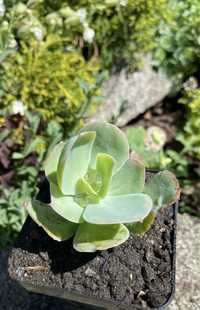 Echeveria Pallida 70грн