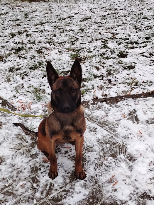 Owczarek Belgijski oddam max 50km