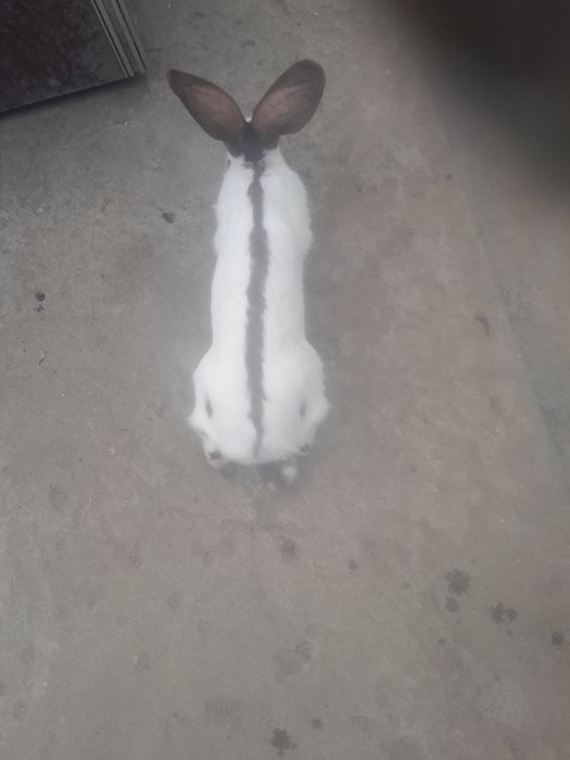 Sprzedam samice Srokacz Niemiecki