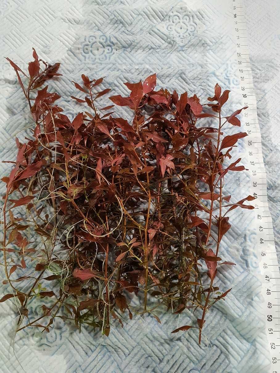 Ludwigia mini super RED (2 plan CZERWONA!)