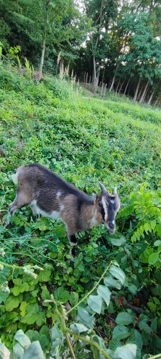 Порода ламанча- альпійка %