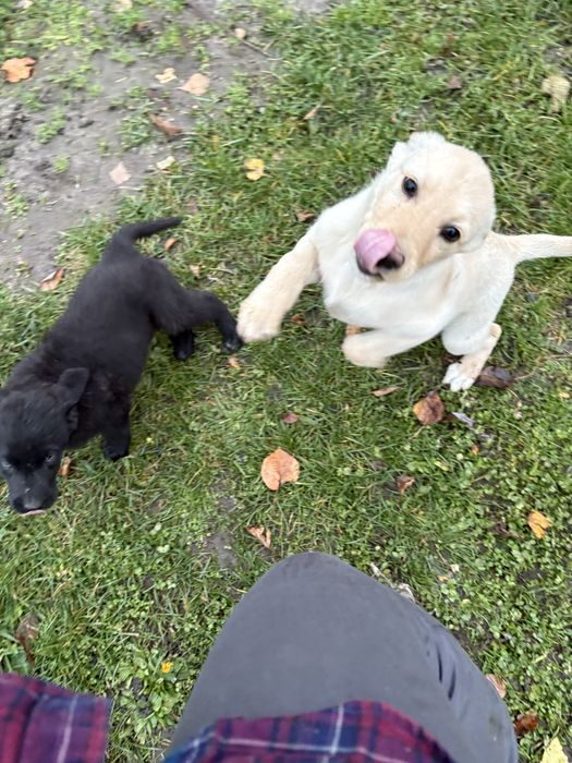 Oddam szczeniaka w typie labradora – ZA DARMO