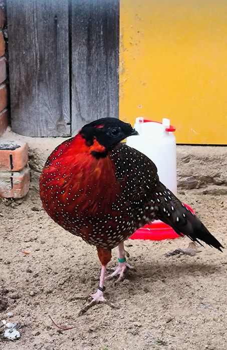 Bażanty tragopany satyry