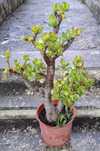 Planta de jade - Crassula ovata
