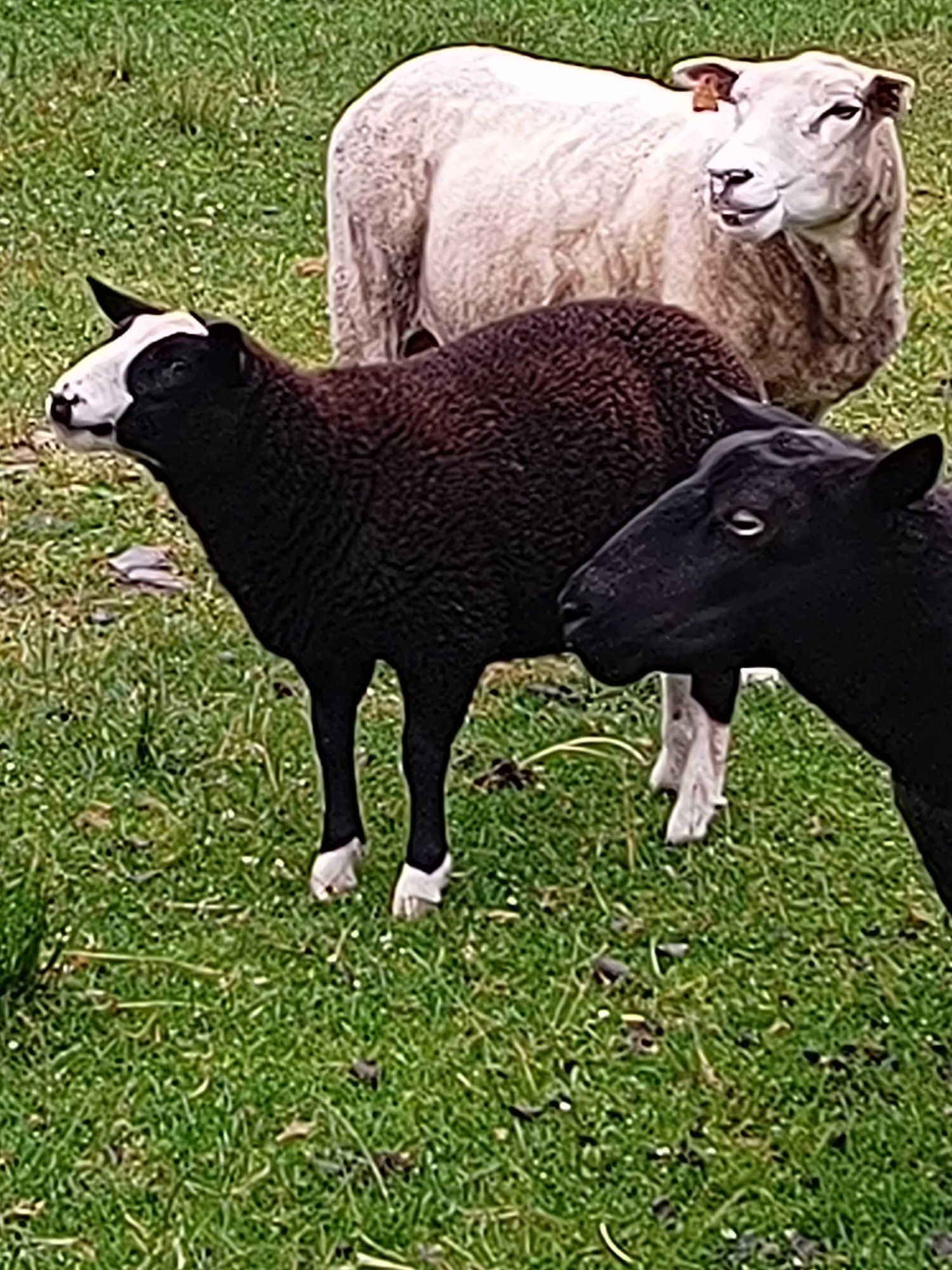 Sprzedam owce i  texel