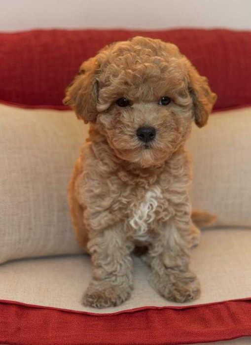 Мальтипу. Мальчик, девочка.