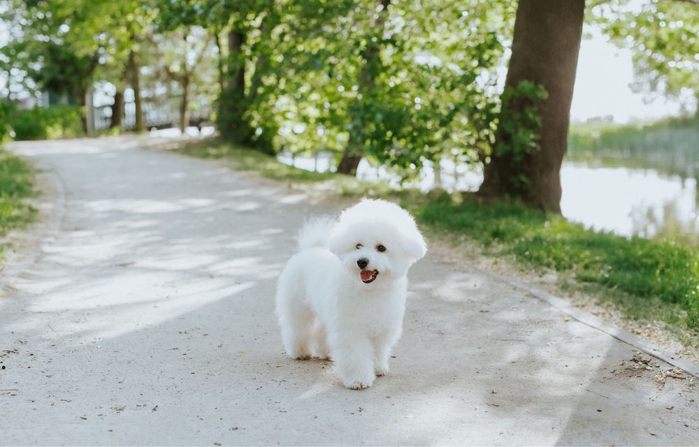 Bichon Frise szczenięta FCI – rezerwacje otwarte