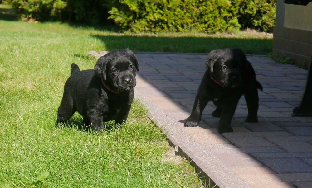 Labrador retriever - czarny / szczeniaczek ZKwP / FCI