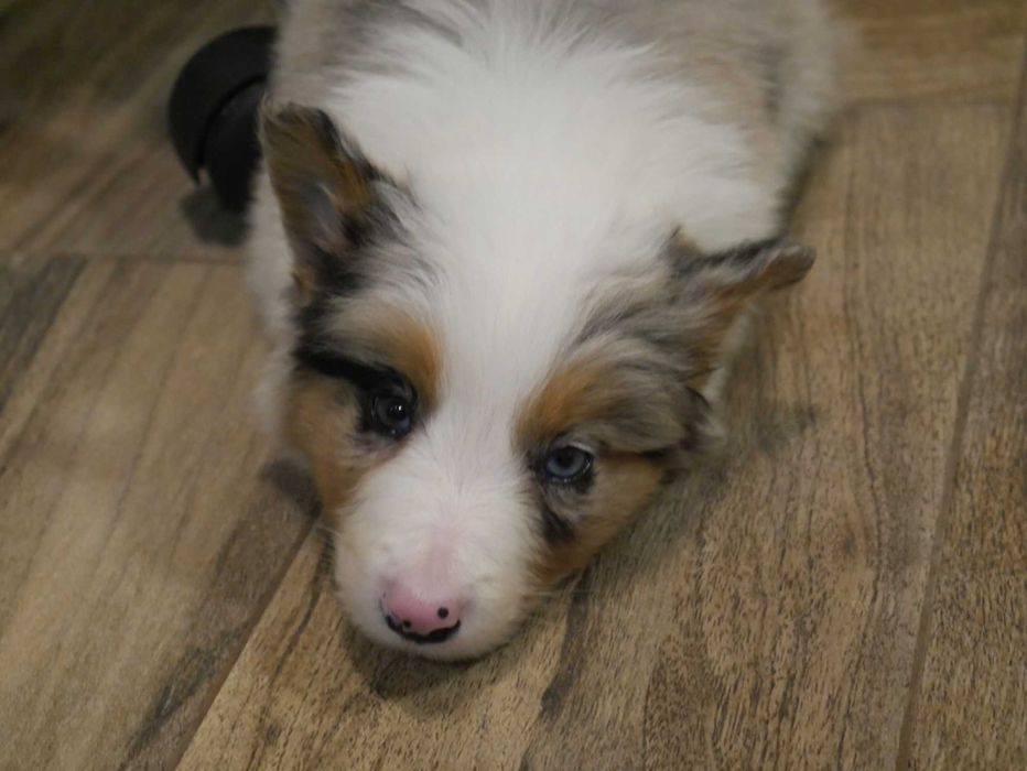 Border Collie Blue Merle