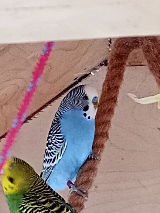 Papużki faliste ...