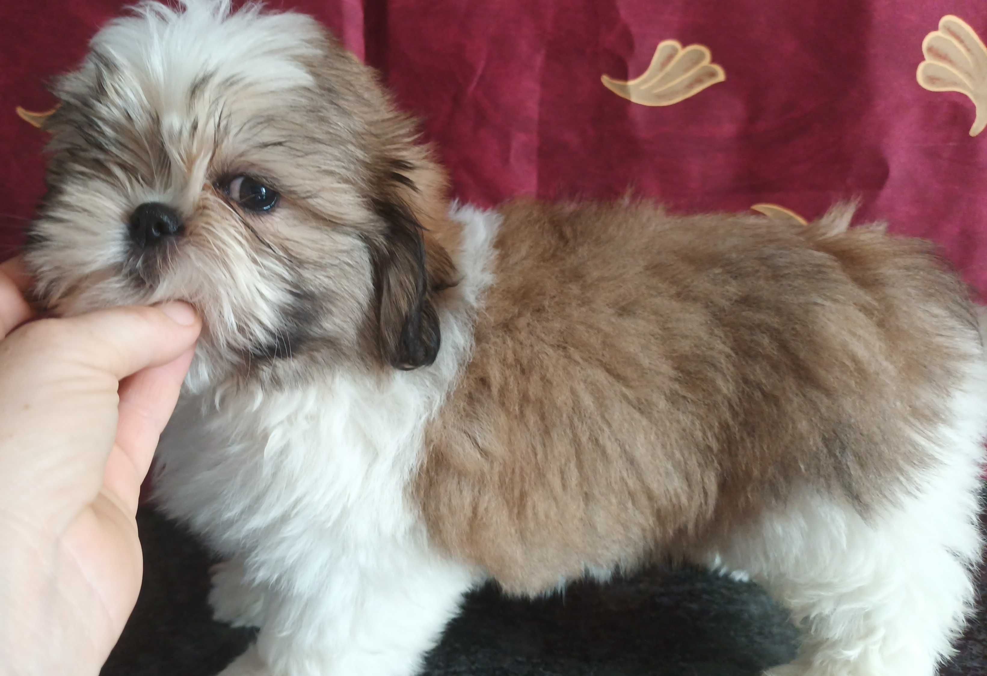 Shih Tzu piesek z rodowodem SWKIPR