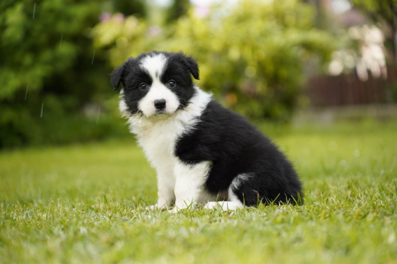 Szczenię Border Collie