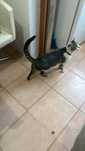 Gatinho De 10 mêses.