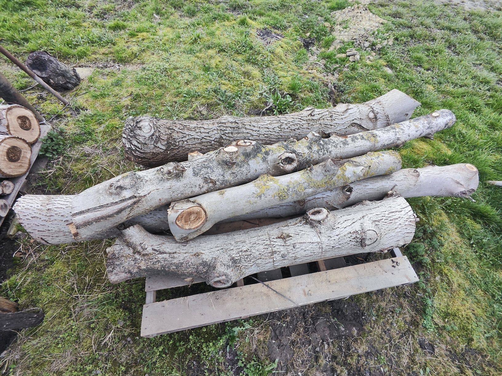 Drewno orzech 5 kawałków