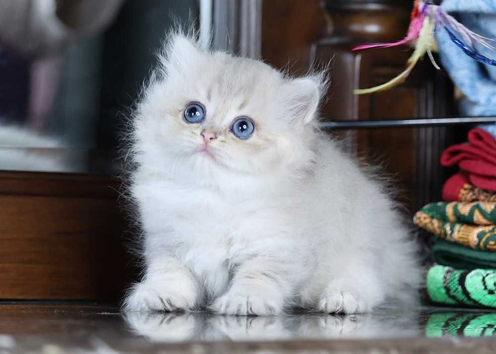 Британський котик 1,5 міс
