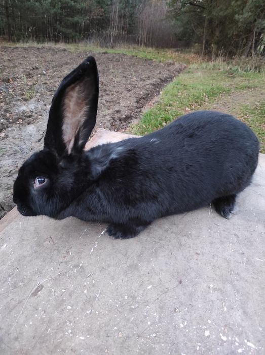 Sprzedam ładną czarna samiczkę