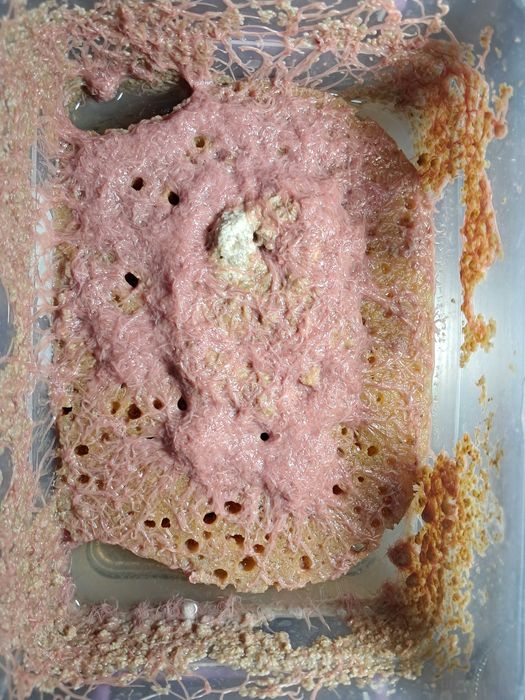 червь трубочник червь трубочник.Tubifex tubifex ТРУБКОВИК