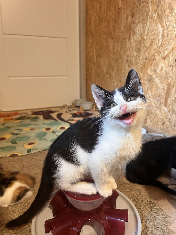 Kochany misio do adopcji