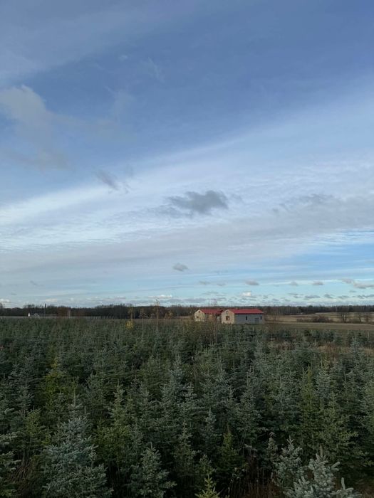 Choinka z Dowozem Pod Same DRZWI!!!