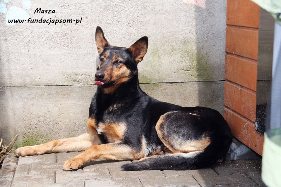 Masza - owczarkowata suczka