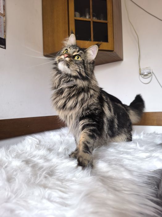 Izis piękna kotka szuka domu