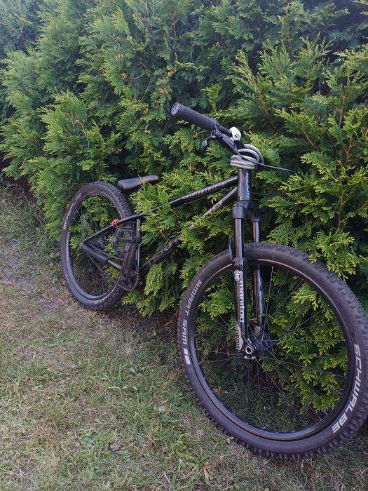 Dartmoor quinnie 2020