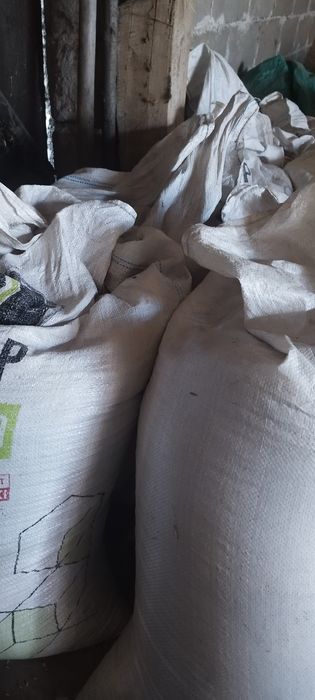 Sprzedam pszenżyto ozime